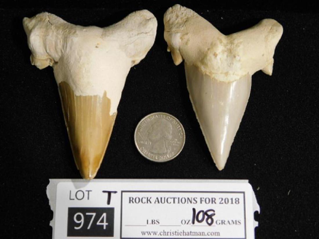 SHARK TEETH FOSSILIZED FOSSIL ROCK STONE LAPIDARY: Thank you for attending HATMAN AUCTIONS! This auctions consists of several lots of antiques, advertising, ephemera, rare rocks, Fenton, Hummel, Disney and other collectibles. Please see photos for mea