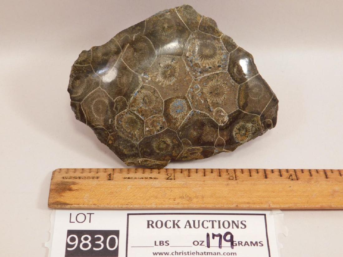 PETOSKY STONE ROCK STONE LAPIDARY SPECIMEN (YES, WE (1 of 3)