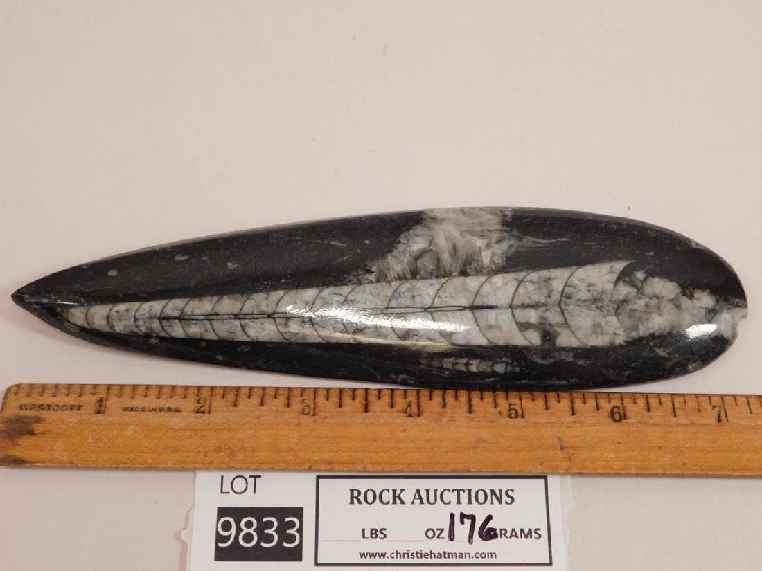ORTHOCERAS FOSSILIZED FOSSIL  ROCK STONE LAPIDARY (1 of 2)