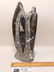 ORTHOCERAS FOSSILIZED FOSSIL ROCK STONE LAPIDARY