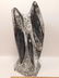 ORTHOCERAS FOSSILIZED FOSSIL ROCK STONE LAPIDARY - 3