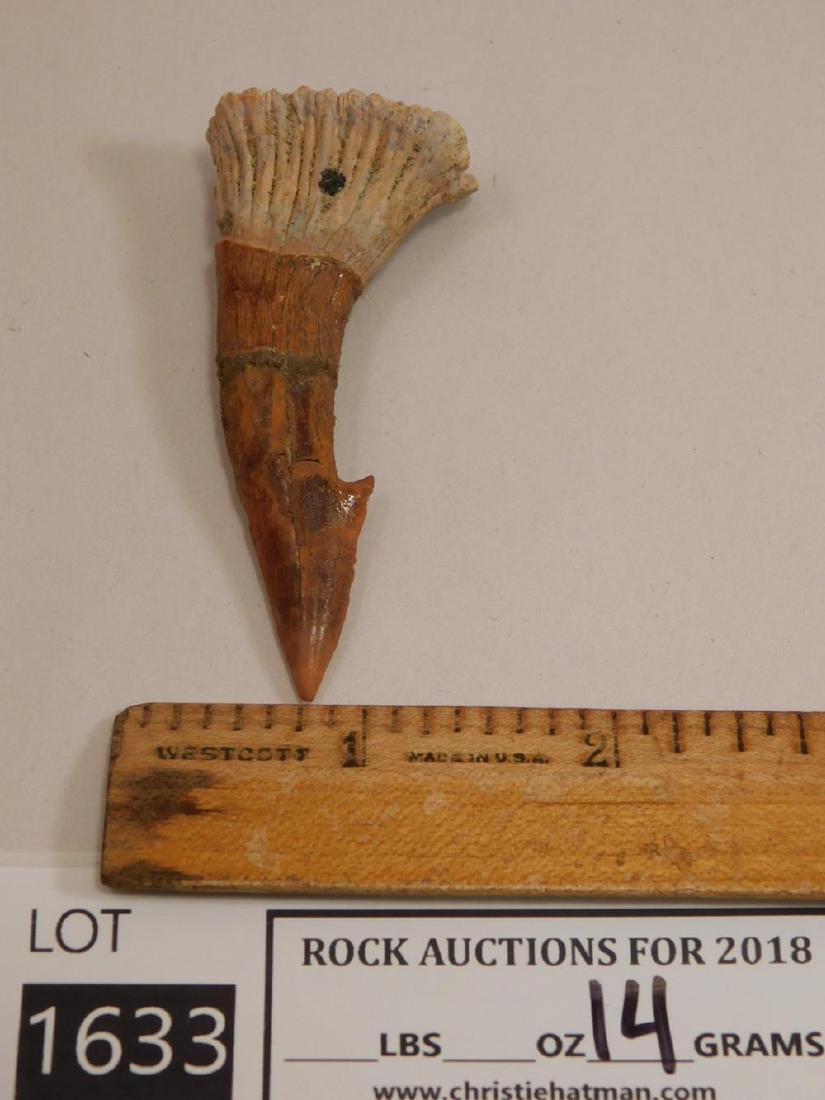 SAW FISH FOSSILIZED FOSSIL (1 of 5)