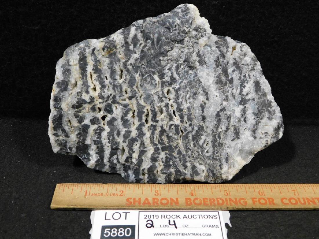 ZEBRA ROCK STONE LAPIDARY SPECIMEN: ZEBRA ROCK STONE LAPIDARY SPECIMEN