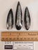 ORTHOCERAS FOSSILIZED FOSSIL ROCK STONE LAPIDARY