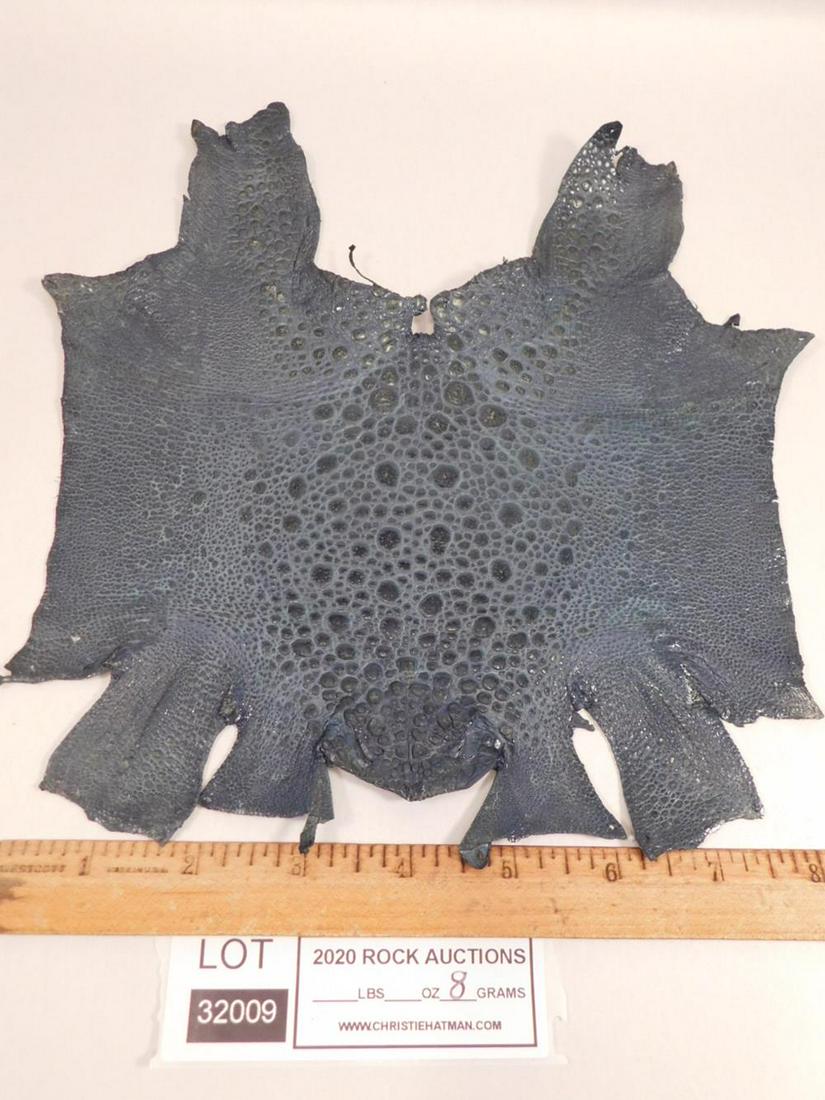 FROG HIDE LEATHER TAXIDERMY: FROG HIDE LEATHER TAXIDERMY