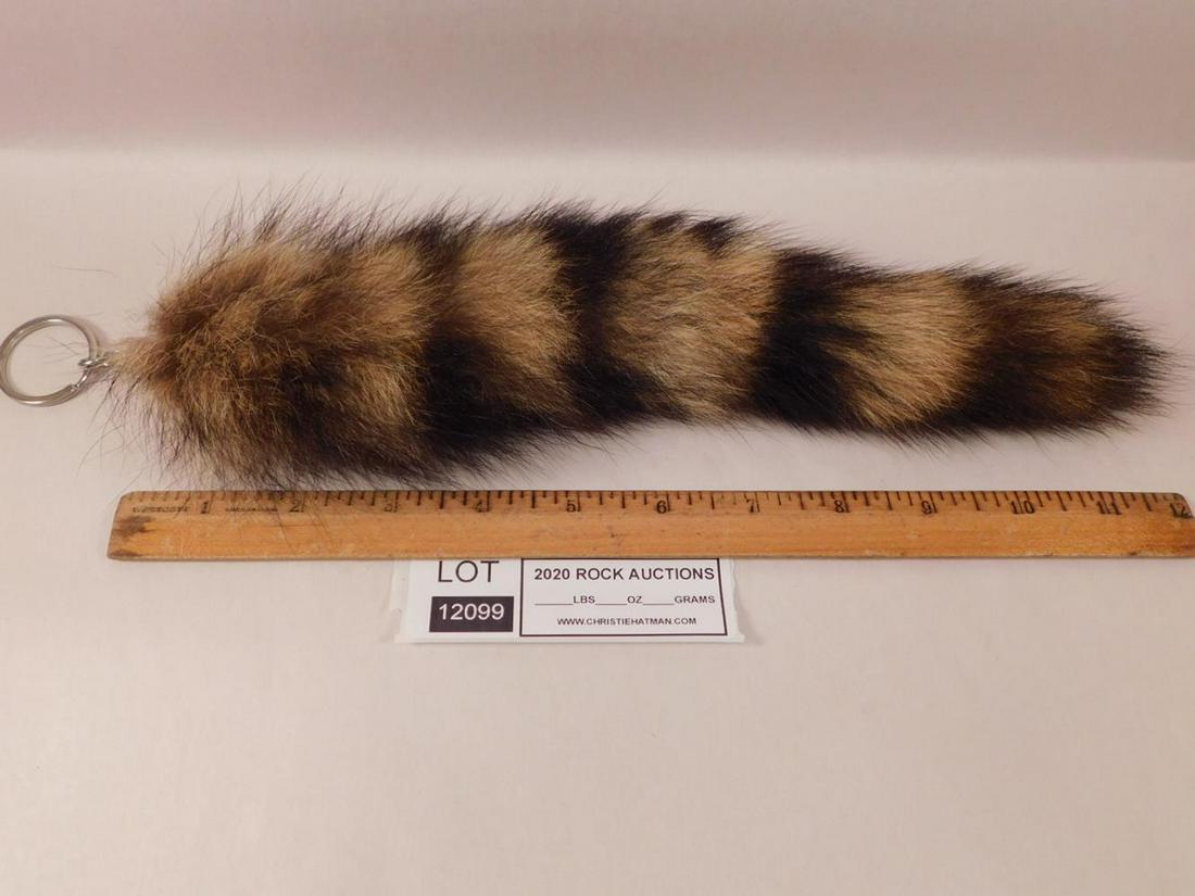 TAXIDERMY RACOON TAIL: TAXIDERMY RACOON TAIL