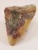 MEGALODON TOOTH FOSSILIZED FOSSIL