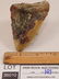 MEGALODON TOOTH FOSSILIZED FOSSIL - 2