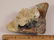 MEGALODON TOOTH FOSSILIZED FOSSIL - 4