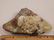 MEGALODON TOOTH FOSSILIZED FOSSIL - 5