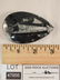 ORTHOCERAS FOSSILIZED FOSSIL ROCK STONE LAPIDARY - 2
