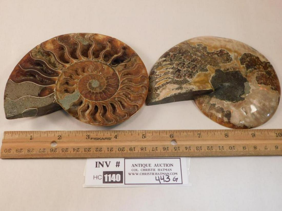 AMMONITE FOSSIL POLISHED    ROCK STONE LAPIDARY (1 of 1)