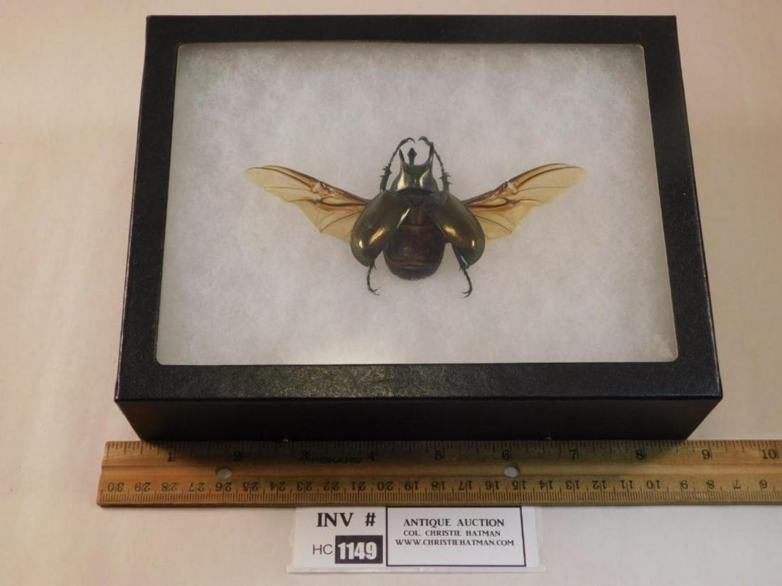 TAXIDERMY GIANT BUG IN SHOWCASE (1 of 5)