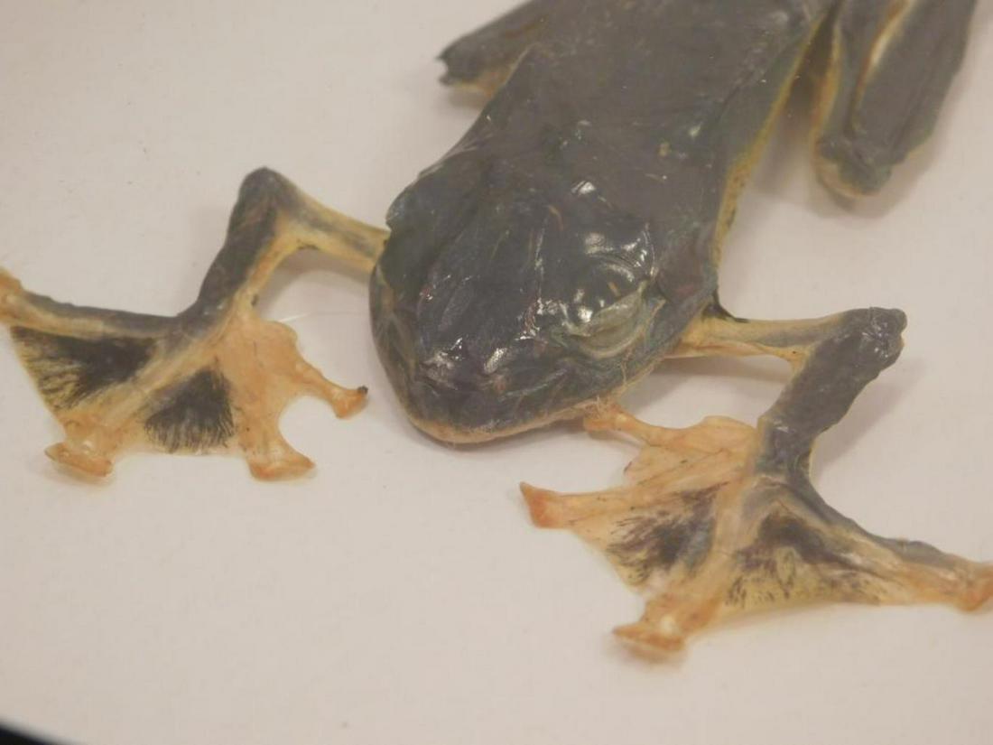 FROG TAXIDERMY LEATHER TANNED FULL BODY (1 of 6)