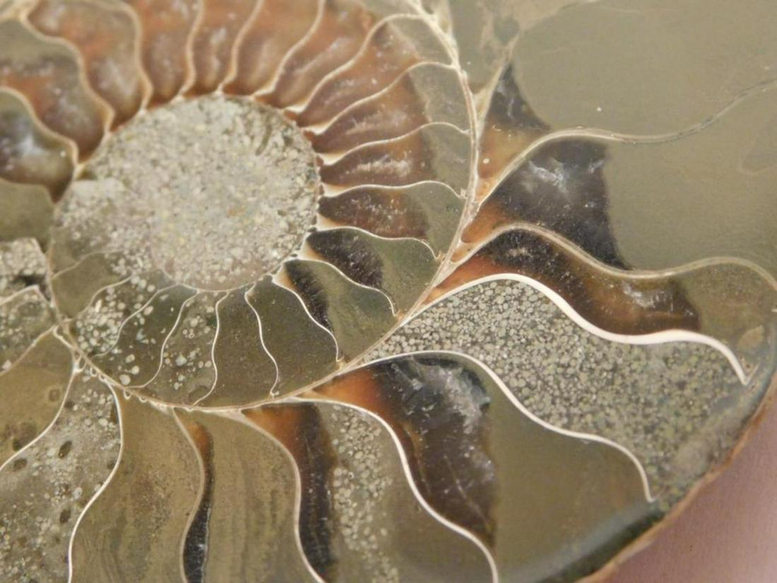 AMMONITE POLISHED  ROCK STONE LAPIDARY SPECIMEN (1 of 3)