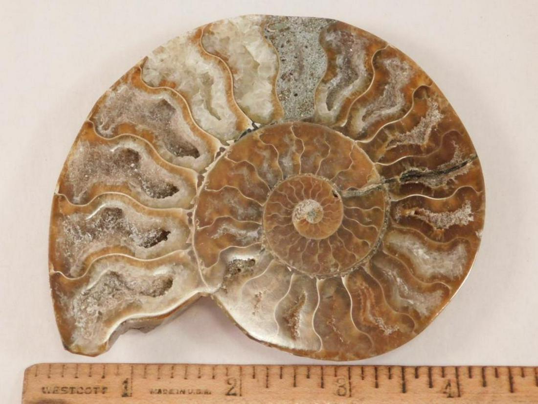 AMMONITE POLISHED  ROCK STONE LAPIDARY SPECIMEN (1 of 3)