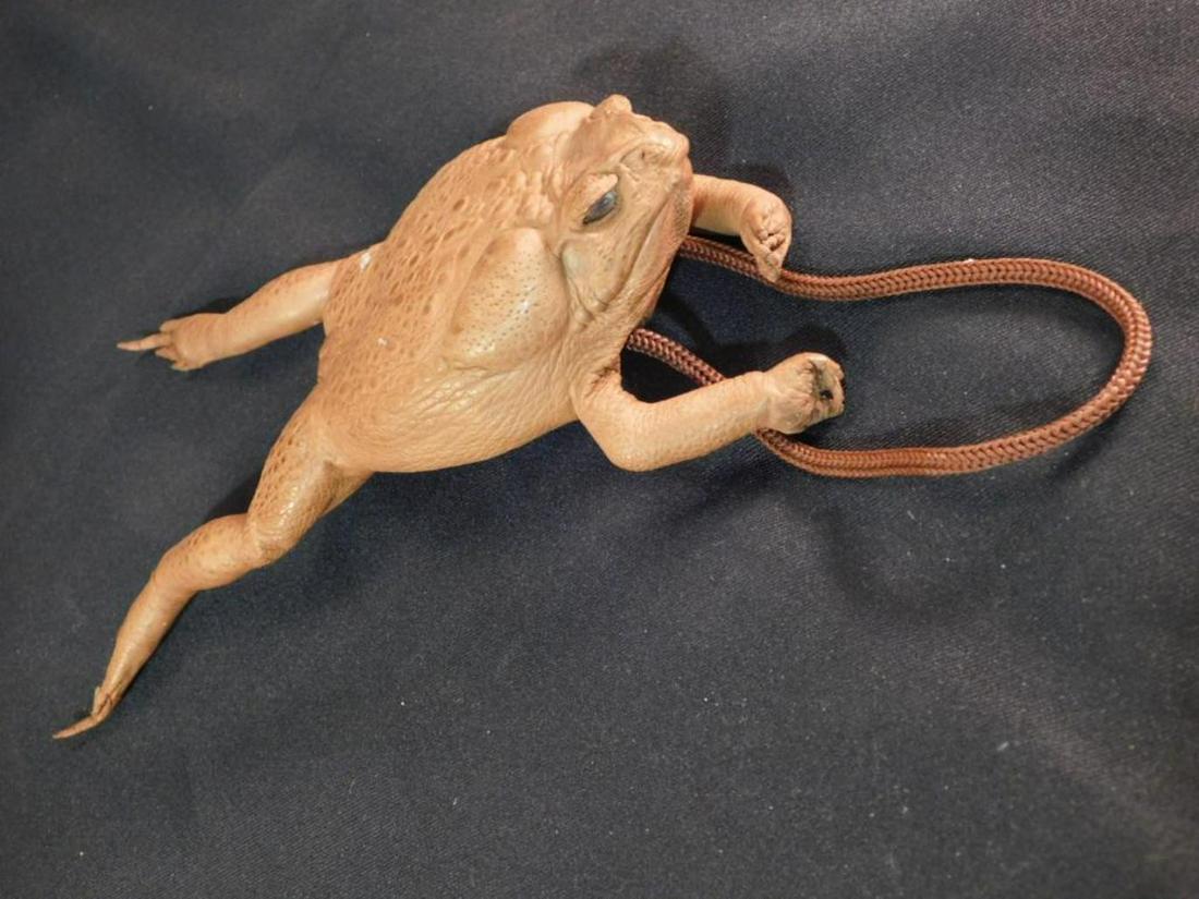 FROG PURSE LEATHER TAXIDERMY: FROG PURSE LEATHER TAXIDERMY