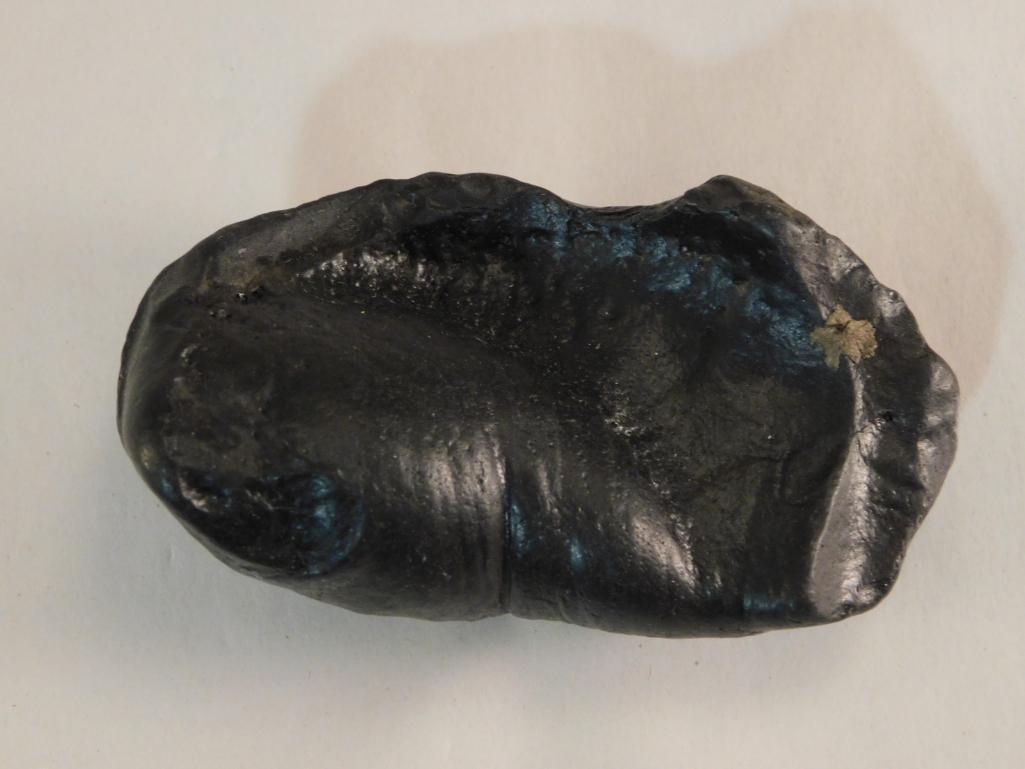 FOSSILIZED WHALE EAR BONE ROCK STONE LAPIDARY SPECIMEN: FOSSILIZED WHALE EAR BONE ROCK STONE LAPIDARY SPECIMEN