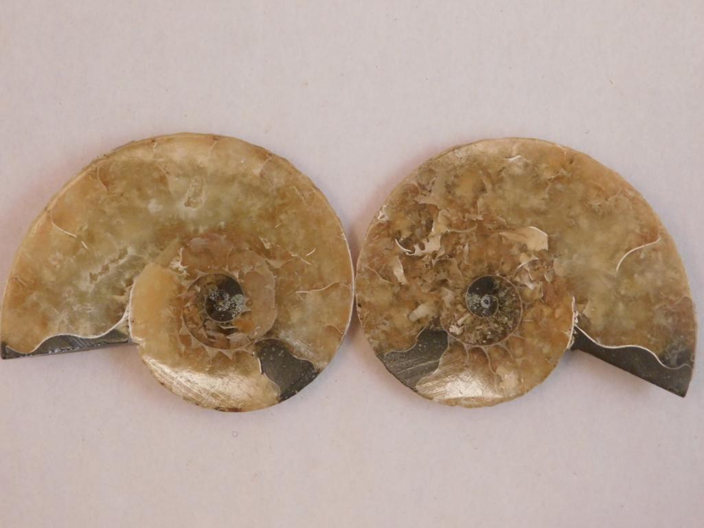 MAPLE LEAF PATTERN AMMONITE ROCK STONE LAPIDARY: MAPLE LEAF PATTERN AMMONITE ROCK STONE LAPIDARY SPECIMEN