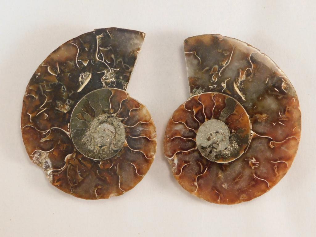 MAPLE LEAF PATTERN AMMONITE ROCK STONE LAPIDARY: MAPLE LEAF PATTERN AMMONITE ROCK STONE LAPIDARY SPECIMEN