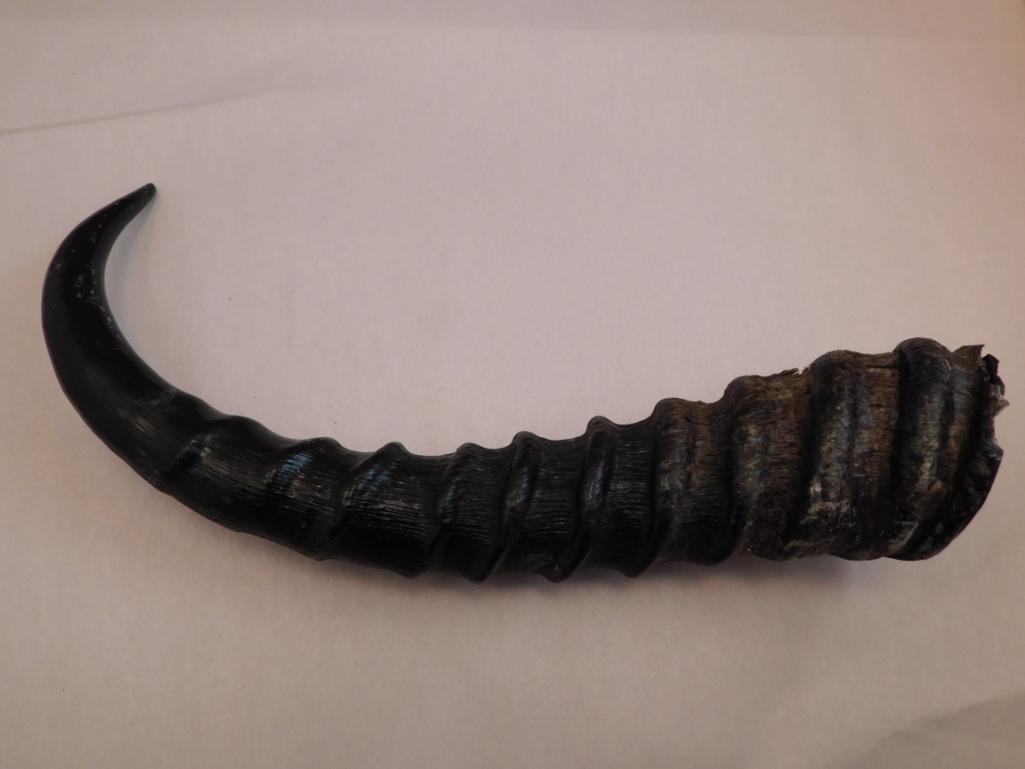 ANTELOPE ANTLER: ANTELOPE ANTLER