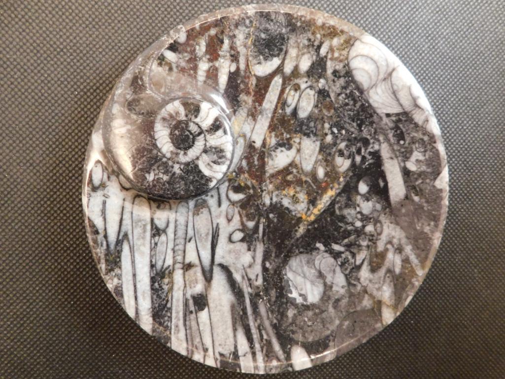 ORTHOCERAS TRAY ROCK STONE LAPIDARY SPECIMEN (1 of 2)