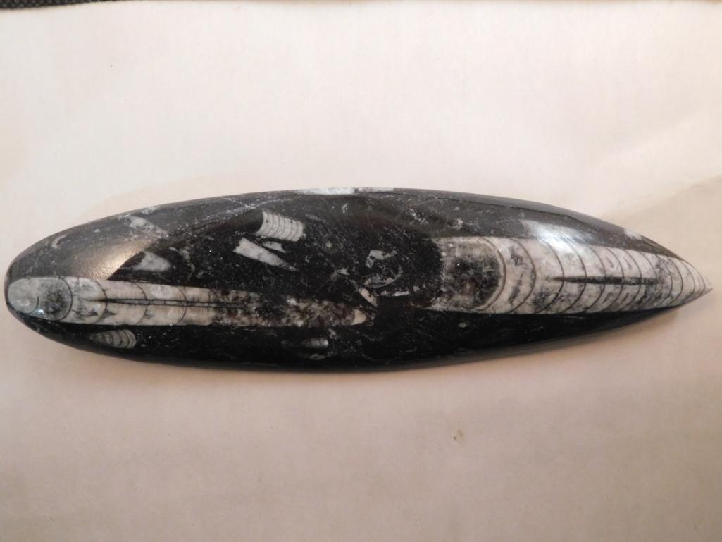 ORTHOCERAS FOSSILIZED ROCK STONE LAPIDARY SPECIMEN (1 of 2)