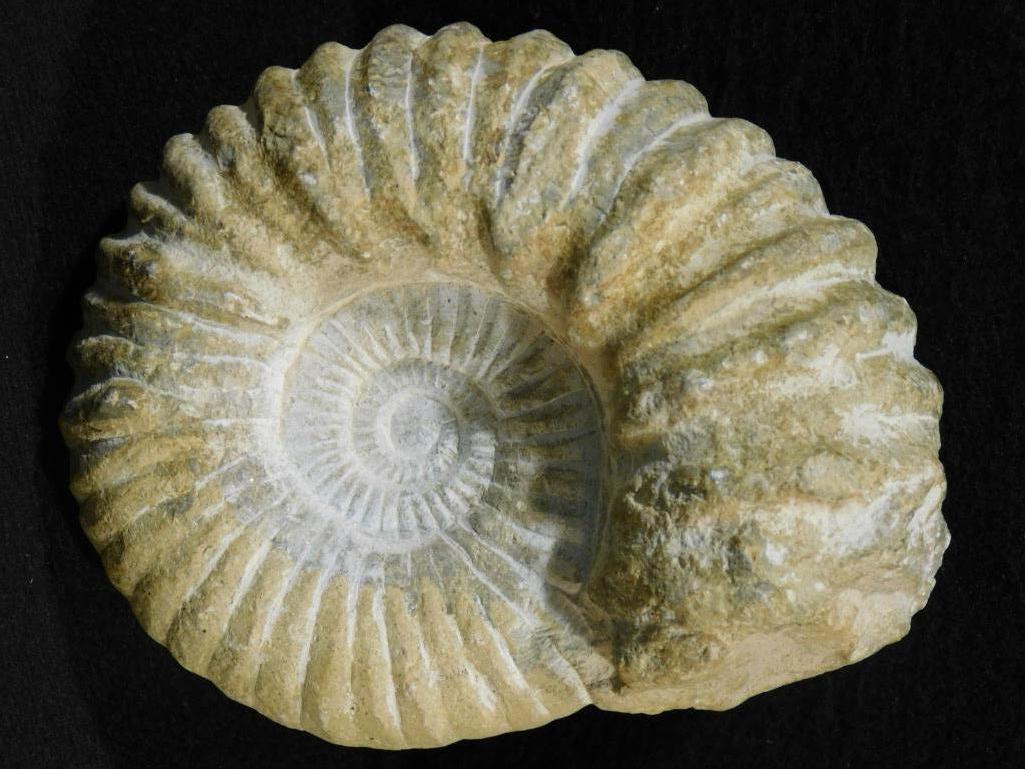 MOROCCO FOSSIL ROCK STONE LAPIDARY SPECIMEN: We have multiple rock auctions monthly. Thank you for attending HATMAN AUCTIONS! Please see photos for measurements and descriptions. If you purchase lots of heavy items, we can hold them for you unti