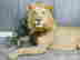 item-106488984=4