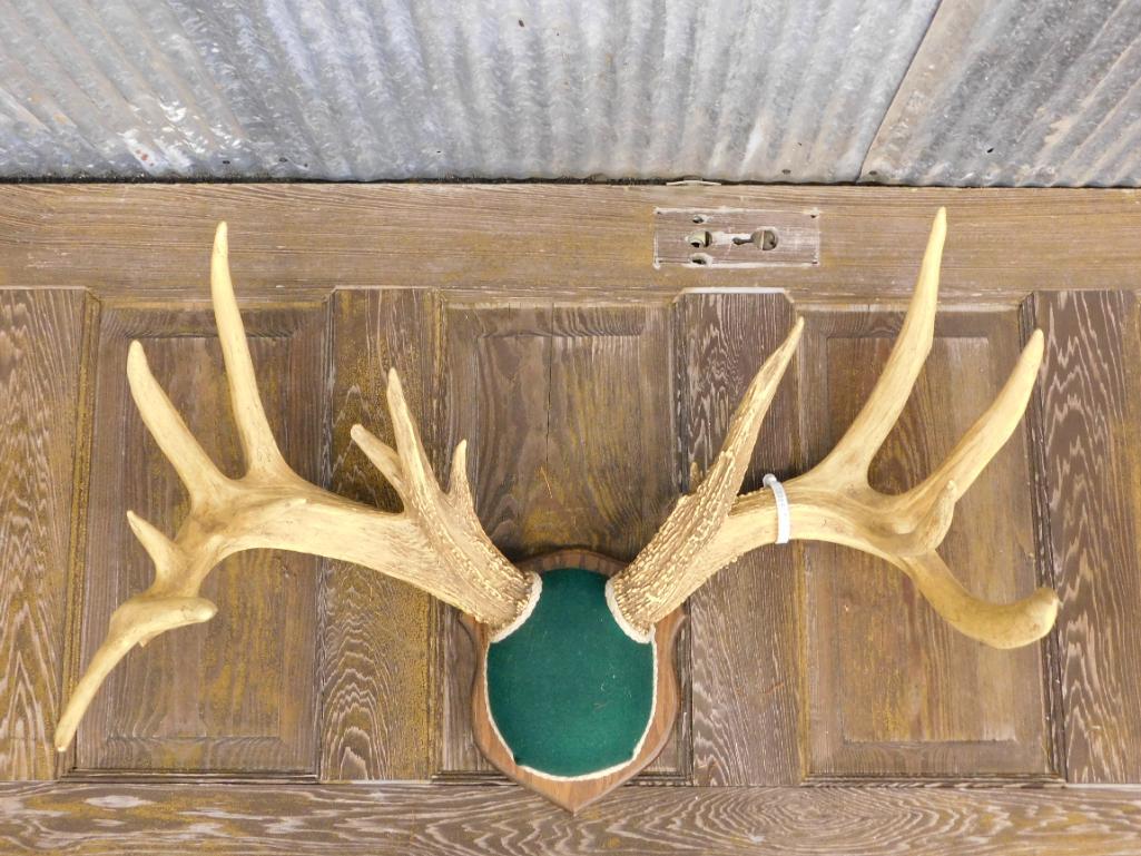 ANTLER TAXIDERMY MOUNT STUFFED (1 of 9)