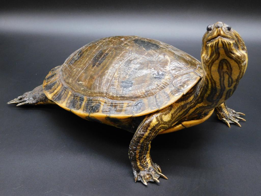 TURTLE TAXIDERMY MOUNT STUFFED (1 of 8)