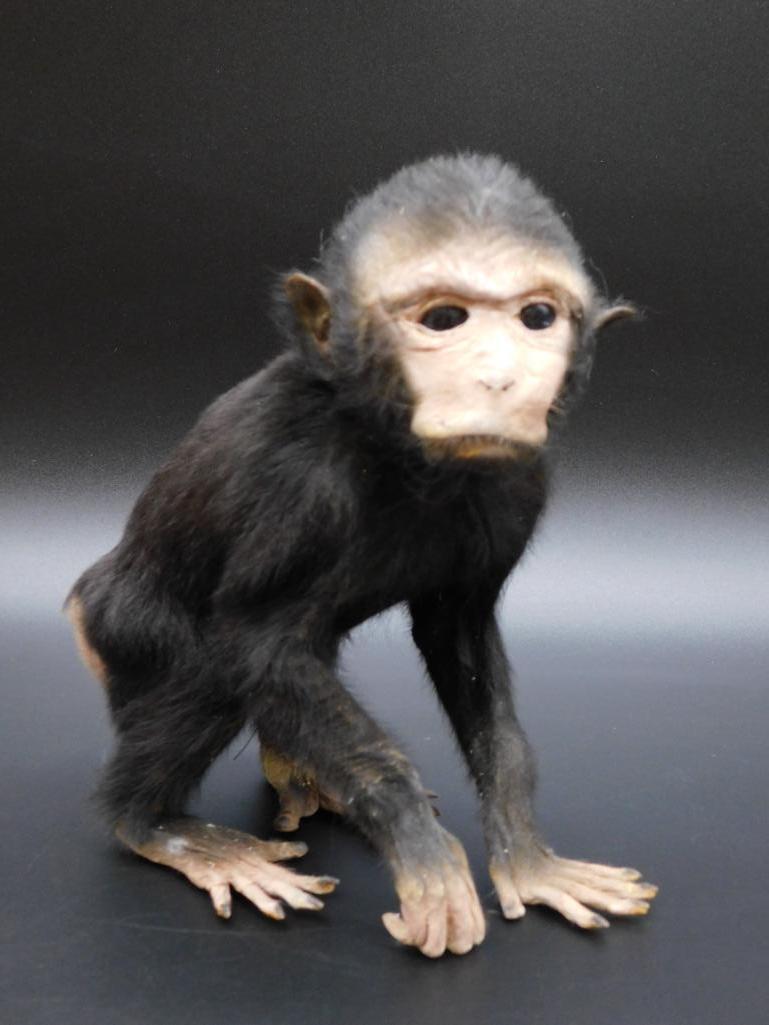 MONKEY TAXIDERMY MOUNT STUFFED (1 of 5)
