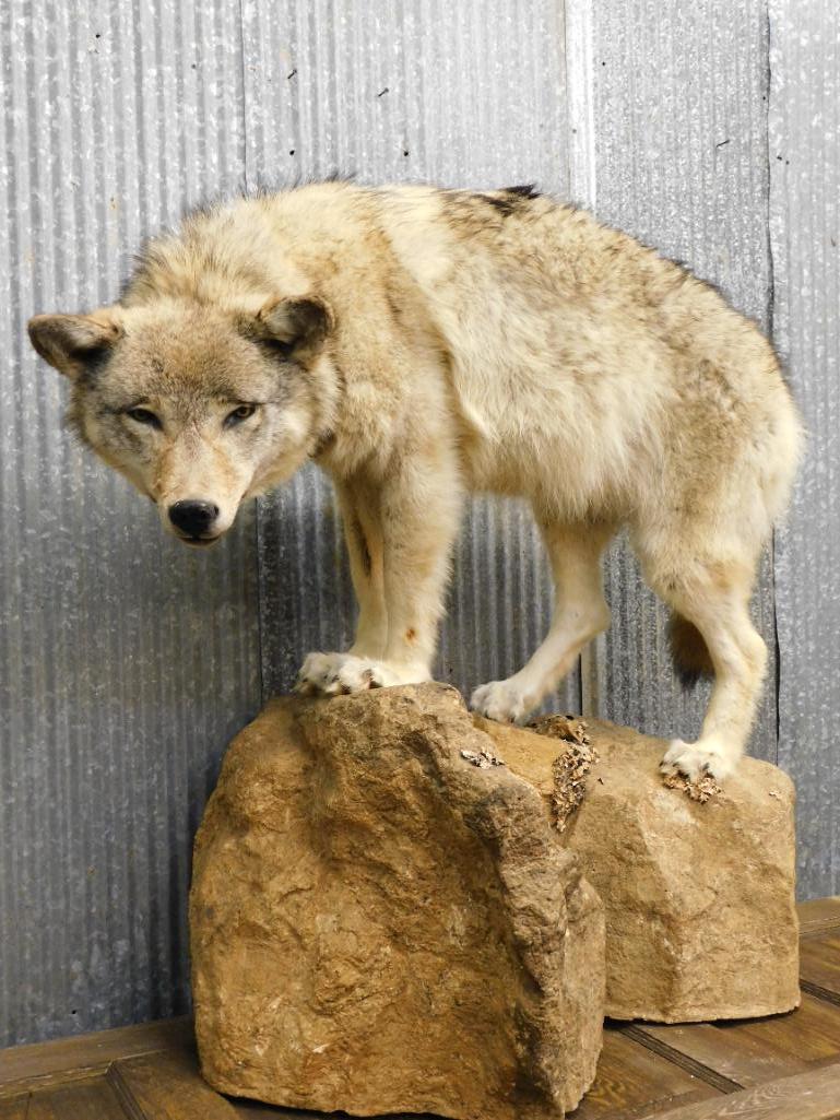 WOLF TAXIDERMY MOUNT STUFFED (1 of 10)