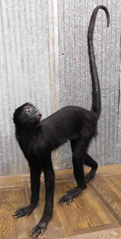 MONKEY TAXIDERMY MOUNT STUFFED (1 of 5)