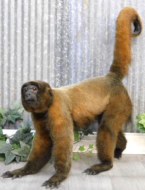MONKEY TAXIDERMY MOUNT STUFFED (1 of 20)