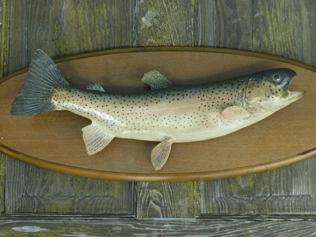 TROUT MOUNT TAXIDERMY MOUNT STUFFED (1 of 4)