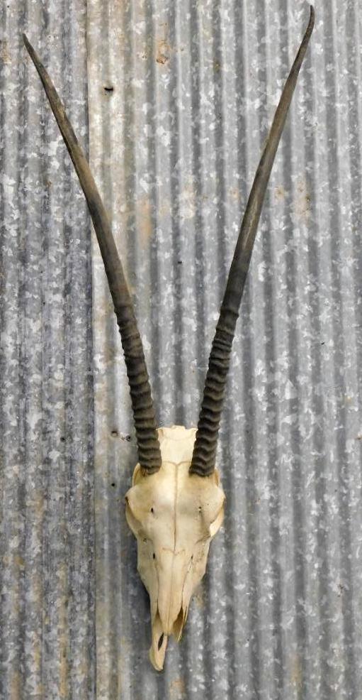 ORYX SKULL TAXIDERMY MOUNT STUFFED (1 of 5)