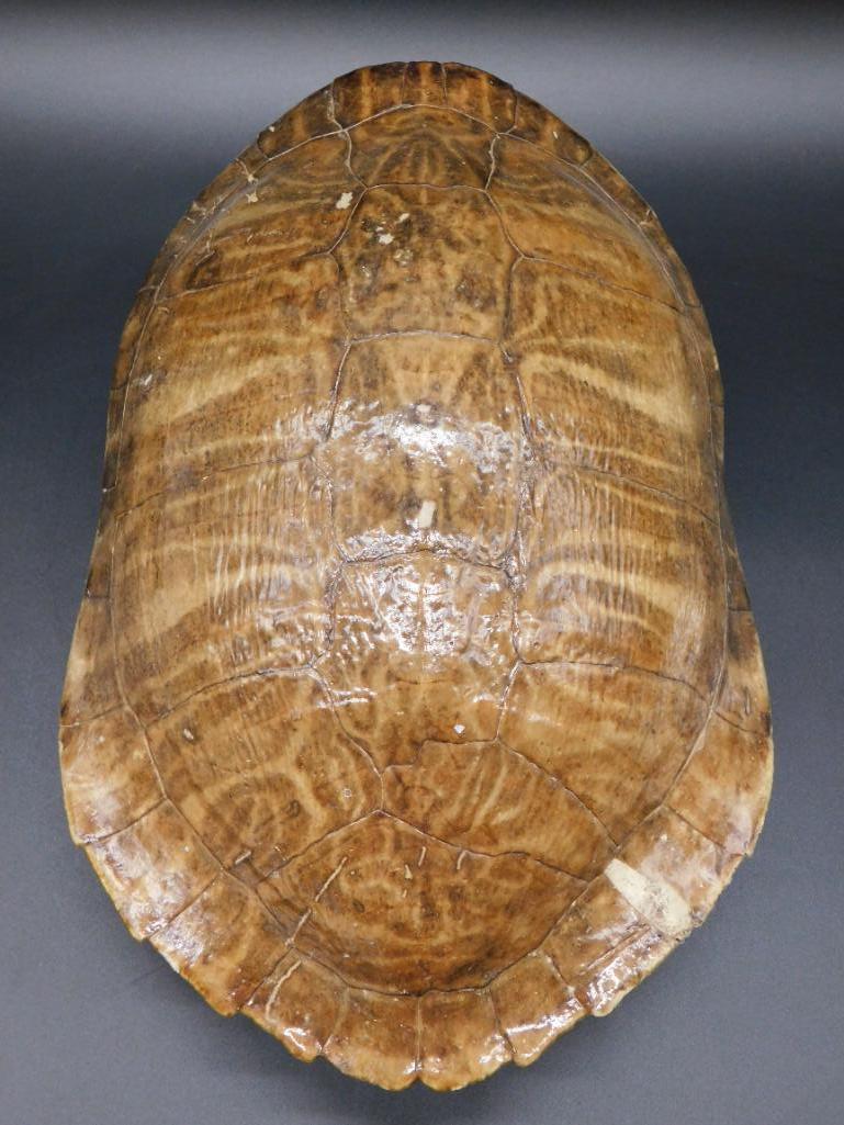 TURTLE SHELL TAXIDERMY MOUNT STUFFED (1 of 4)