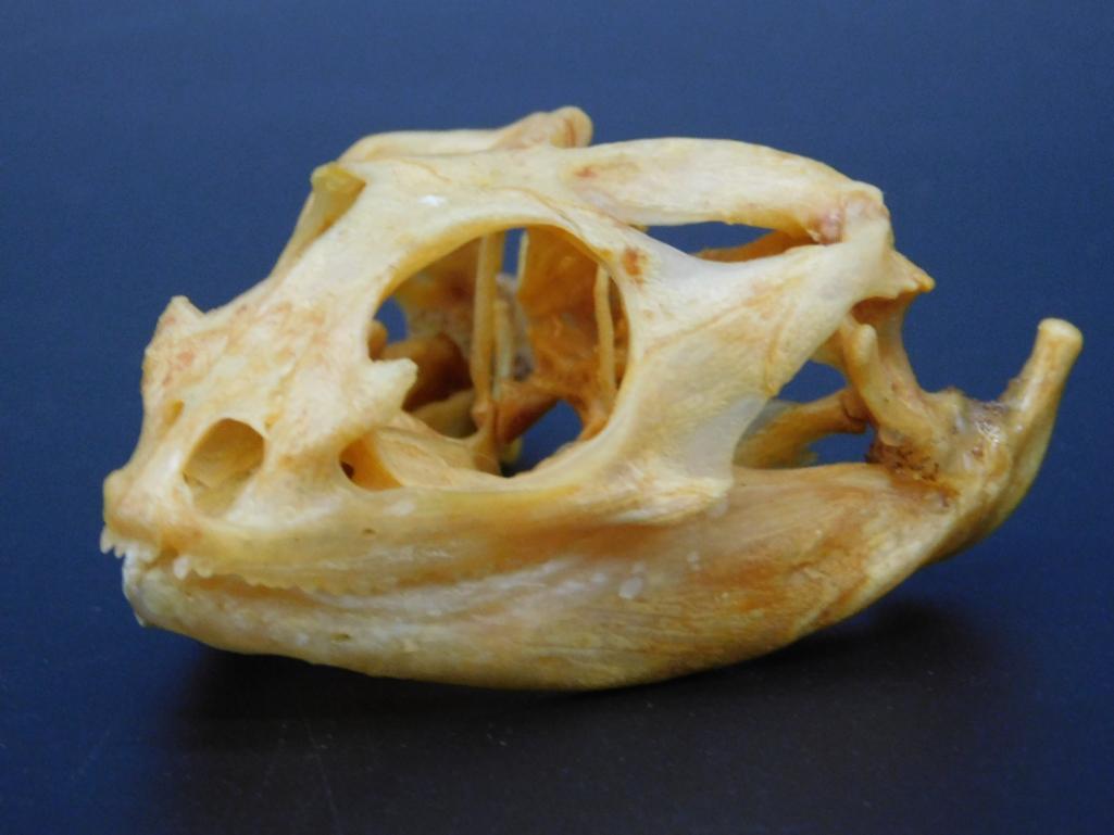 SKULL TAXIDERMY MOUNT STUFFED (1 of 4)