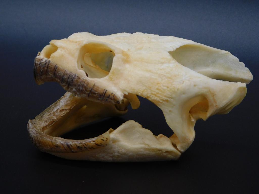 TURTLE SKULL TAXIDERMY MOUNT STUFFED (1 of 5)