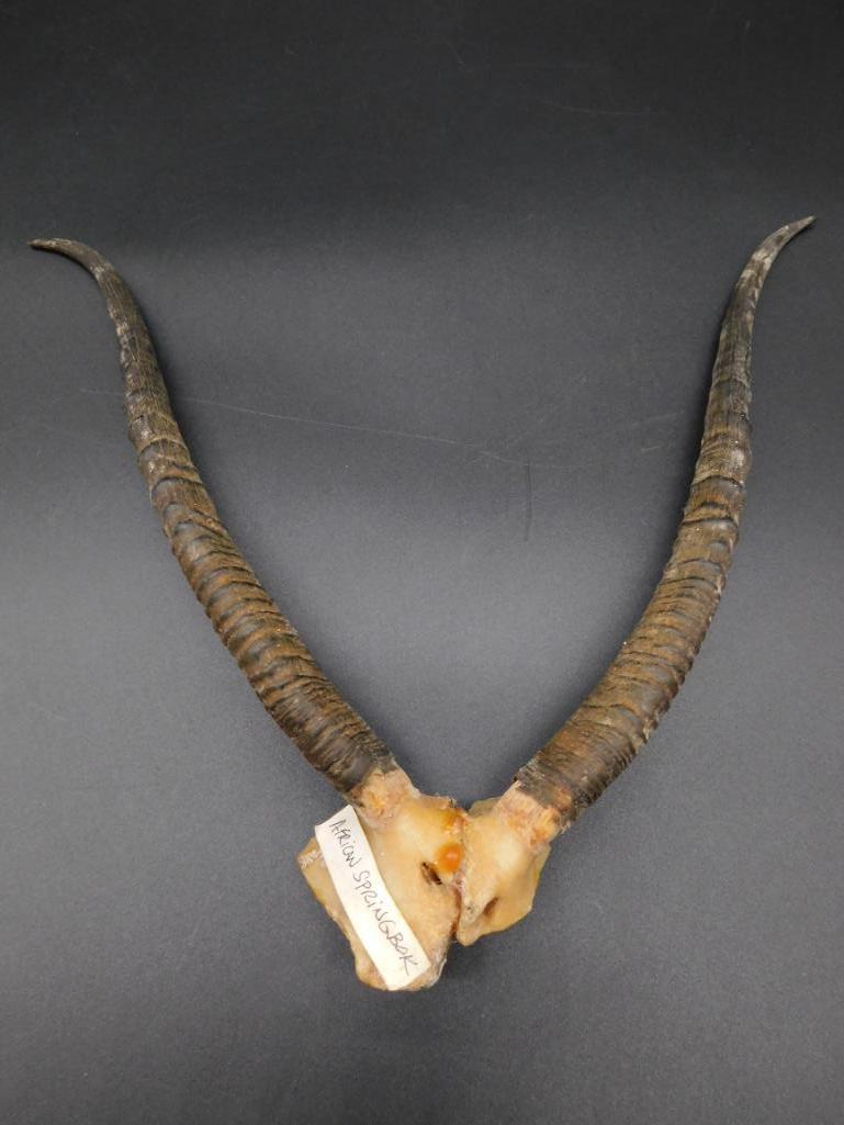 AFRICAN SPRINGBOK ANTLERS TAXIDERMY MOUNT STUFFED (1 of 7)