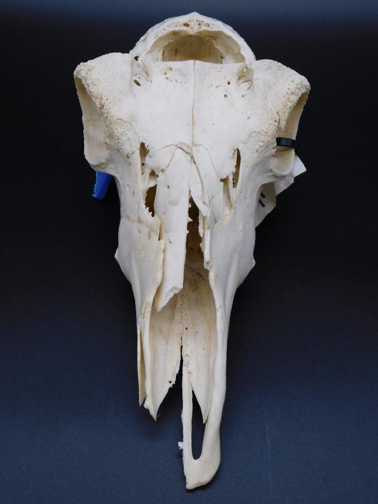 COMMON REEDBUCK SKULL TAXIDERMY MOUNT STUFFED (1 of 5)