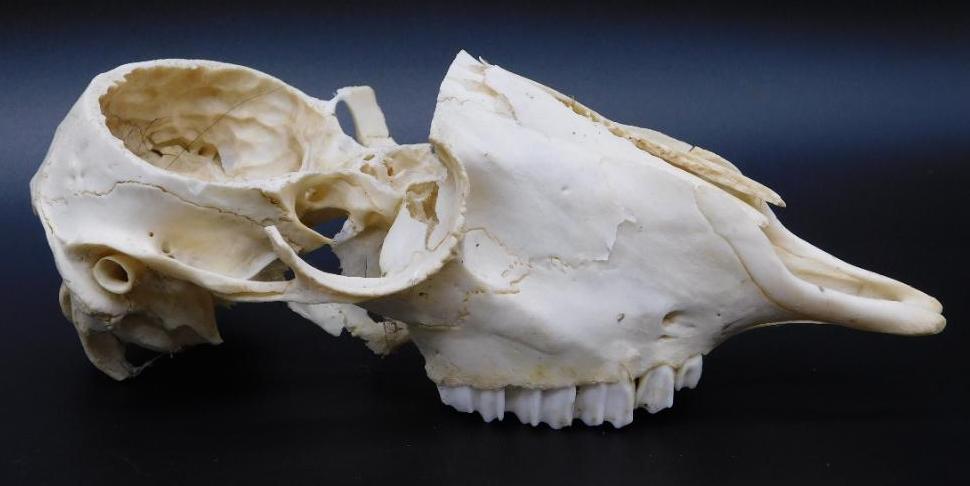 SPRINGBOK SKULL TAXIDERMY MOUNT STUFFED (1 of 5)