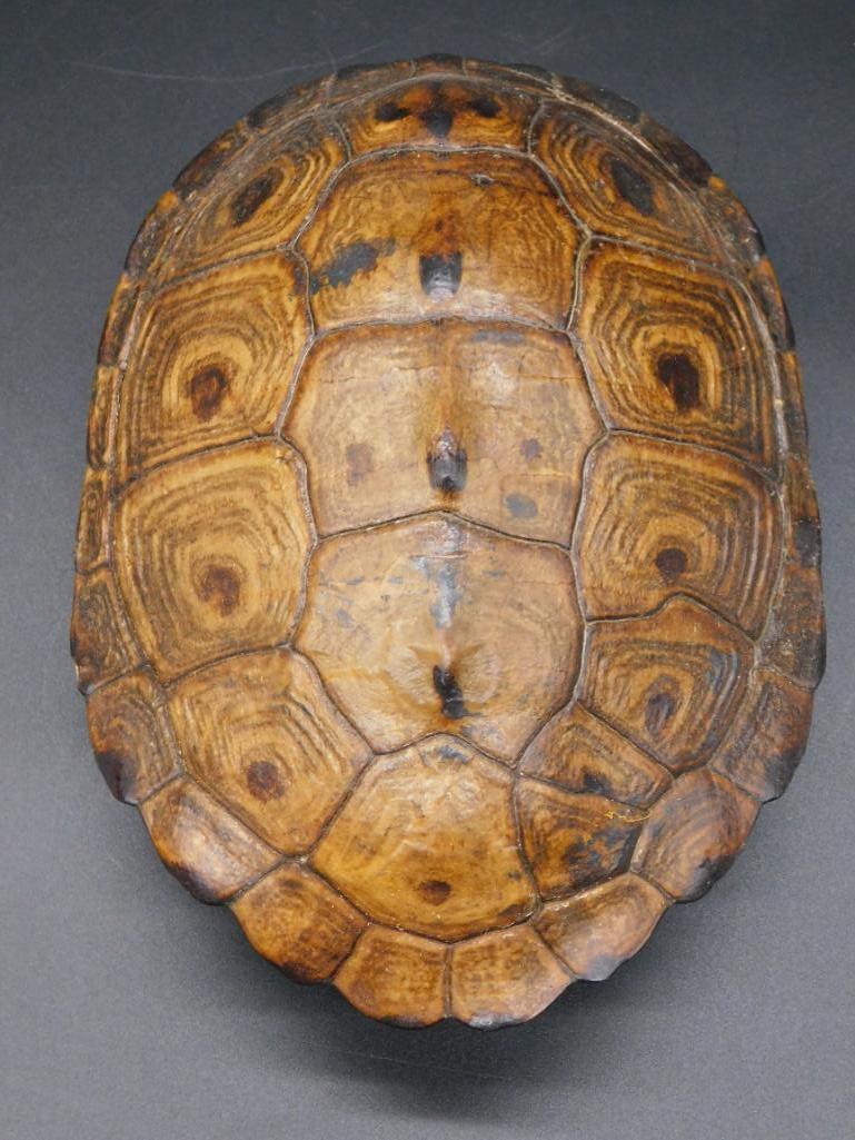 TURTLE SHELL TAXIDERMY MOUNT STUFFED (1 of 5)
