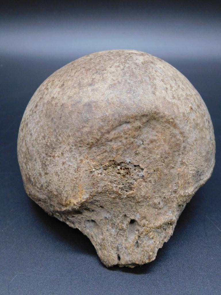 TAXIDERMY MOUNT STUFFED (1 of 3)