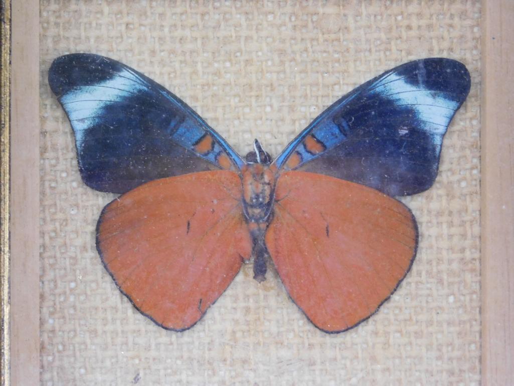 P. PROLA FROM PERU BUTTERFLY TAXIDERMY MOUNT STUFFED (1 of 3)