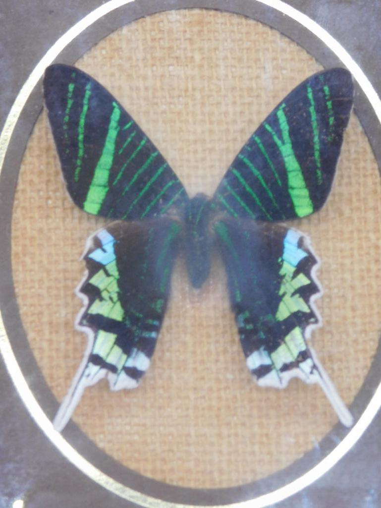 U. LEILUS FROM PERU BUTTERFLY TAXIDERMY MOUNT STUFFED (1 of 3)