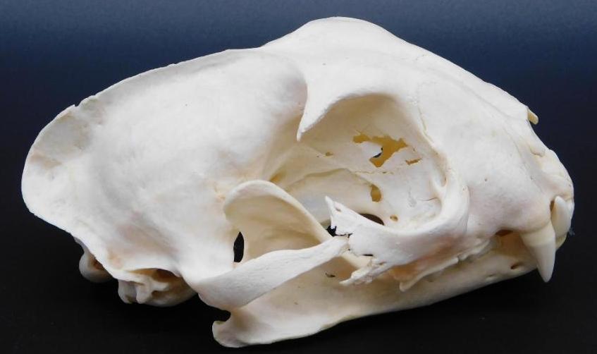 SKULL TAXIDERMY MOUNT STUFFED (1 of 6)