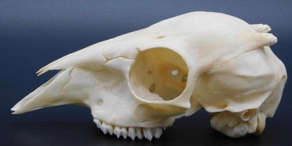 SKULL TAXIDERMY MOUNT STUFFED (1 of 4)