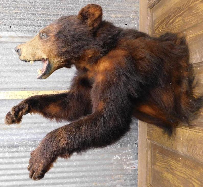 BEAR TAXIDERMY MOUNT STUFFED (1 of 6)
